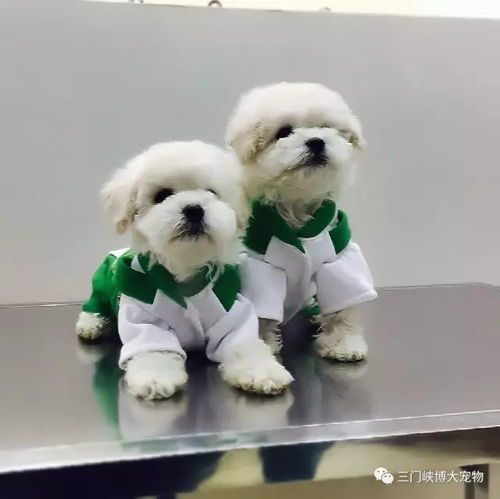 博大寵物醫(yī)院迎雙節(jié)送好禮