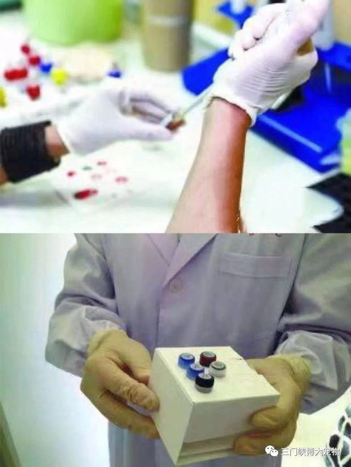 三門(mén)峽博大寵物醫(yī)院簡(jiǎn)介